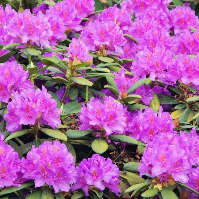 Rhododendron 40 L
