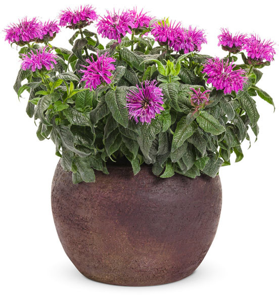 Monarda