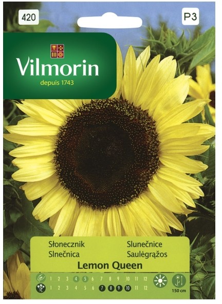 Vilmorin Nasiona słonecznik Lemon Queen