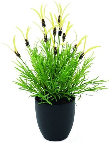 Europalms Euro Palms 82505639 lotka górski, 40 cm 82505639