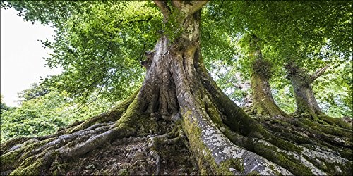 Pro-Art-Bilderpalette Pro-Art obraz na ścianę wydruk Giclée 'Tree of Life 