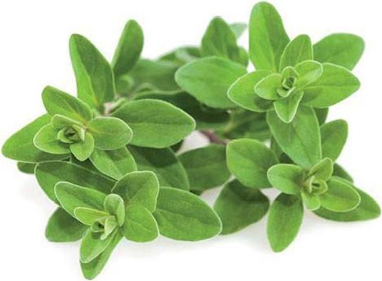 Click & Grow Kapsułki z nasionami Smart Soil 3 szt. majeranek 4742793007571