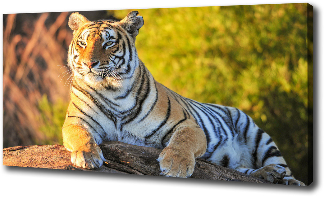 Foto obraz na płótnie Portret tygrysa