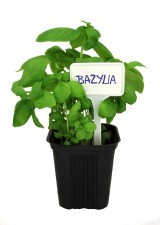 GardenPlus+ Tabliczki plastikowe do opisywania roślin kpl. 30 szt. LAR9683