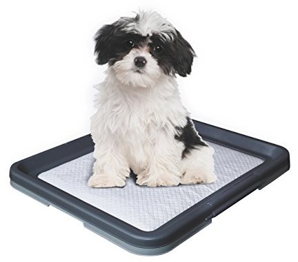 Nobby Doggy Trainer, small