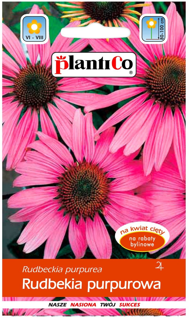 Plantico Rudbekia purpurowa
