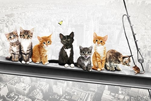 empireposter 740069 koty na wsporników stalowych New York Kittens  bez końca miasta plakat druk, papier, wielobarwny, 91,5 x 61 x 0,14 cm 740069