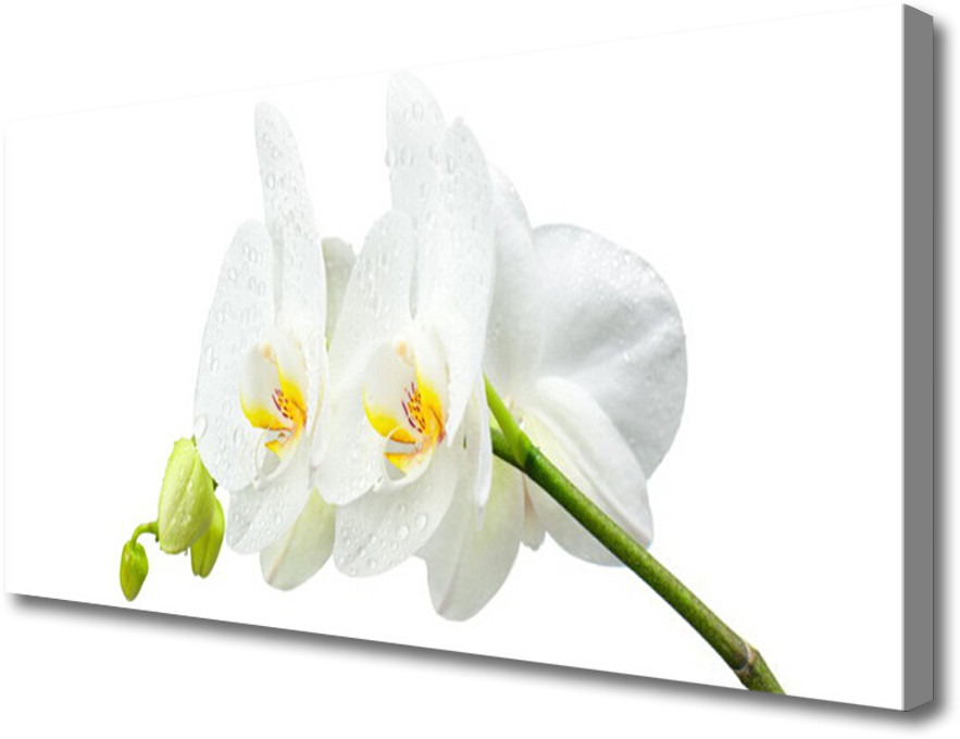 PL Tulup Obraz Canvas Płatki Kwiat Biały Storczyk 140x70cm