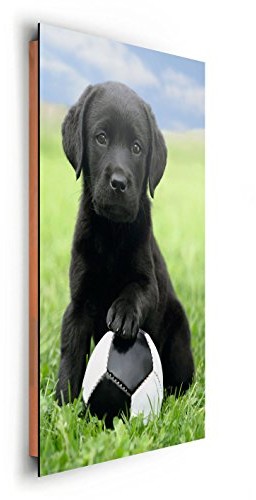 REINDERS Labrador pies  obraz ścienny 60 x 90 cm 27191