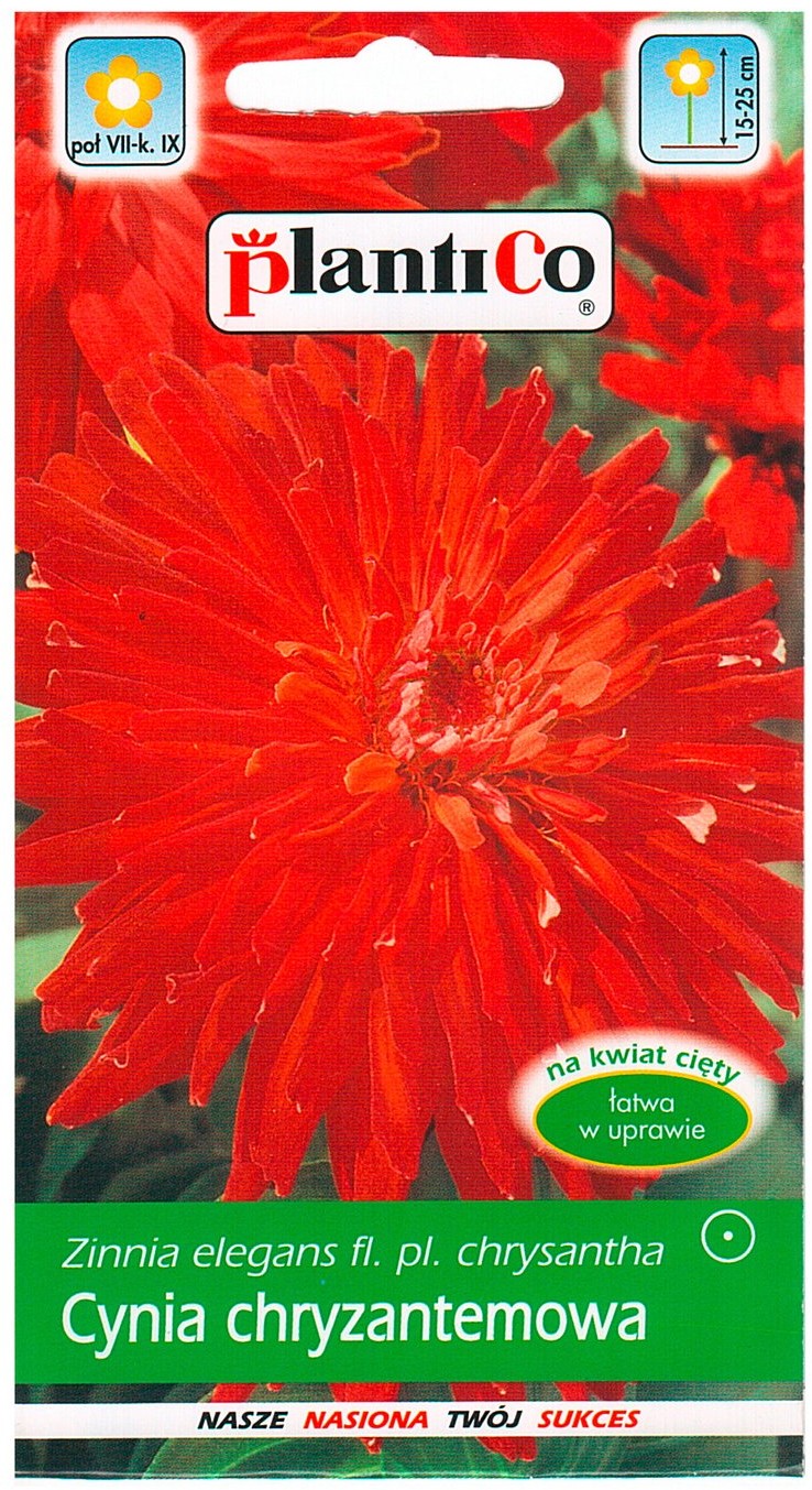 Plantico Cynia wytworna chryzantemowa Red Man