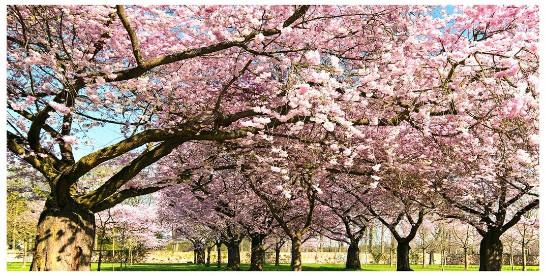 Obraz zdjęcie szkło akryl Drzewa wiśni