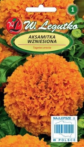 Legutko Aksamitka wzniesiona pomarańczowe 5903837330201