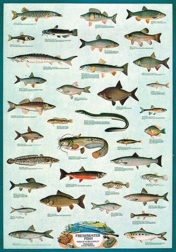 Empire plakat  plakat na ryb słodkowodnych, edukacja  nauka  uzupełniania świeżej wody Fish  rozmiar (cm), ok. 68 X 98  wersja w języku angielskim  plakat  Nazwa nauki instytucji edukacyjnych, ryb w ł 536440