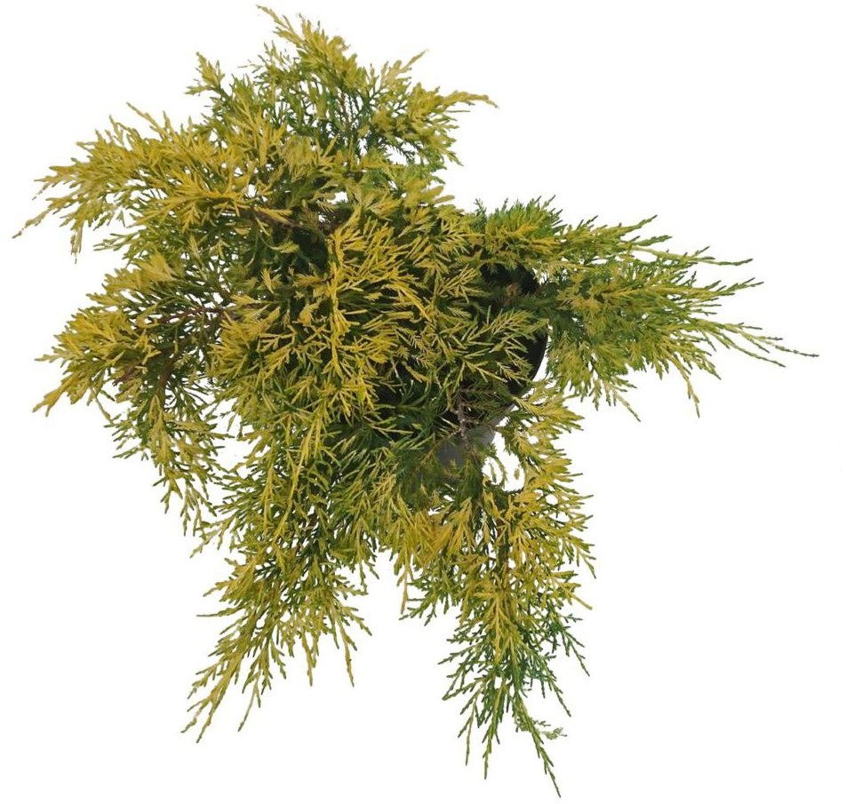 Jałowiec Pfitzera (pośredni) 'King of Spring' 60 cm