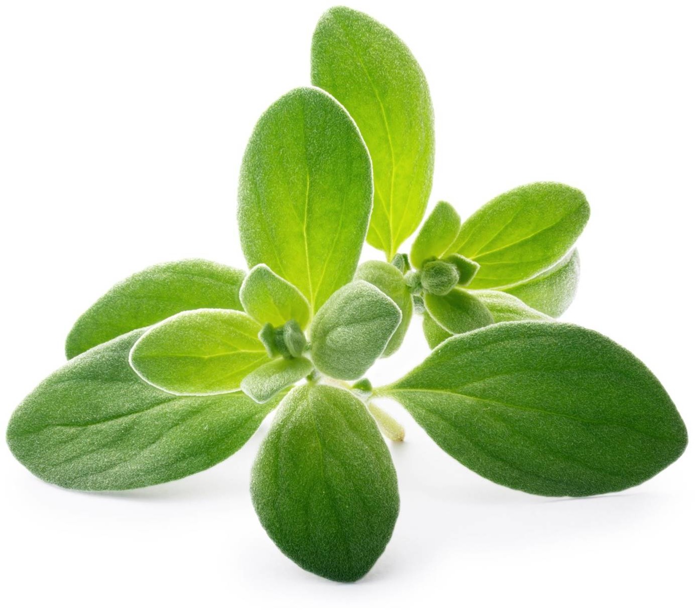 Veritable Veritable wkład nasienny Lingot - majeranek ogrodowy VLIN-A10-Mar03B