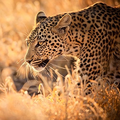 Pro-Art-Bilderpalette Pro-Art g1854l obraz ścienny Giclee 