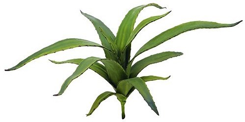 Europalms Euro Palms 82530571 Aloe, EVA, 66 cm, zielony 82530571