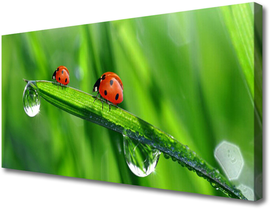 PL Tulup Obraz Canvas Biedronka Trawa Krople 100x50cm