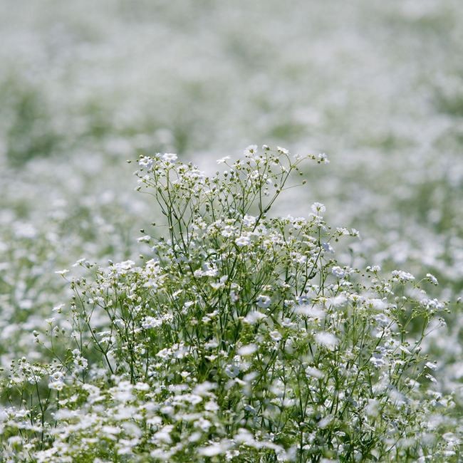 Gypsophylla mix doniczka 12 cm