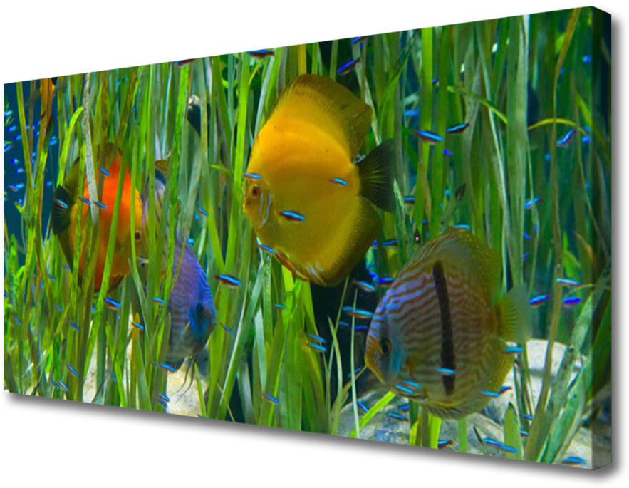 PL Tulup Obraz Canvas Ryba Wodorosty Przyroda 120x60cm