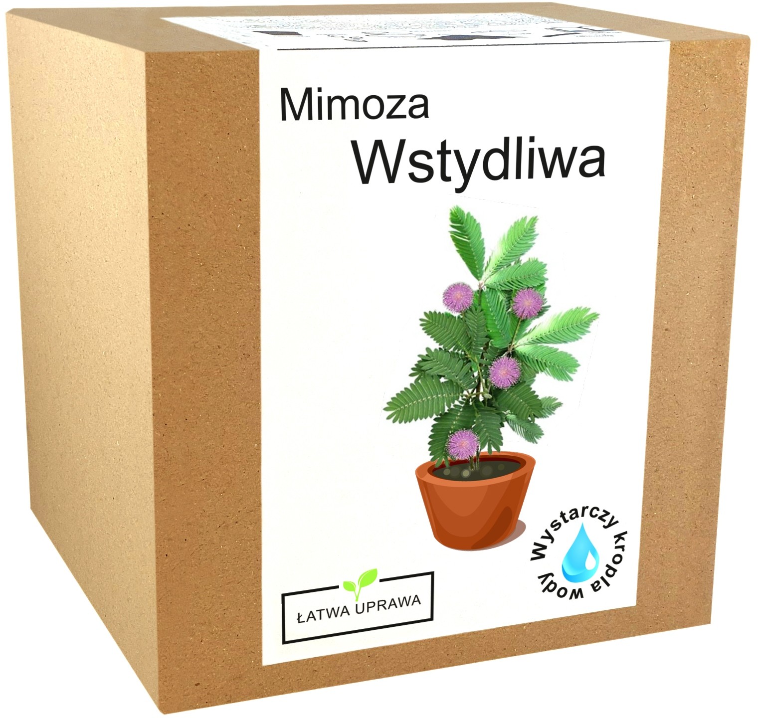 Zestaw do Uprawy Mimoza Wstydliwa Różowa Mimosa