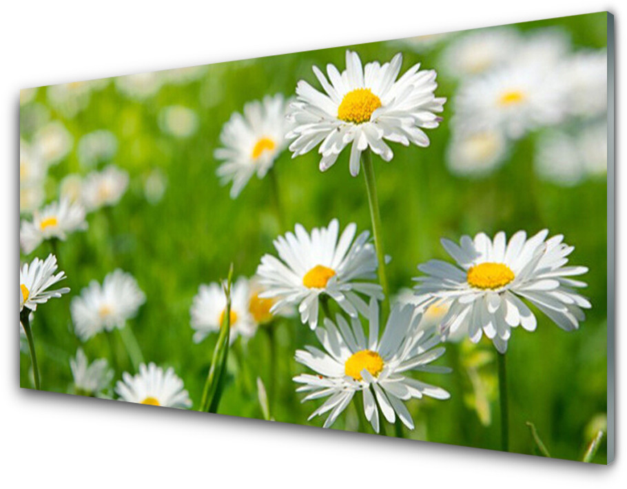 Tulup.pl Panel Szklany Stokrotka Kwiat Roślina 120x60cm
