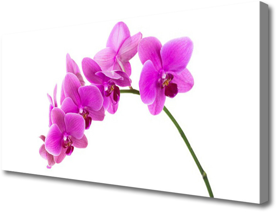 PL Tulup Obraz Canvas Storczyk Kwiat Orchidea 125x50cm