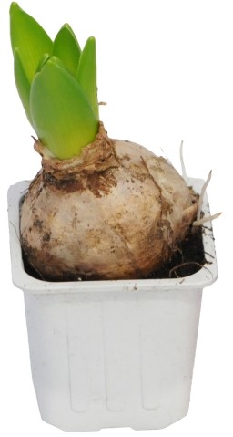 Hiacynt doniczka 17 cm