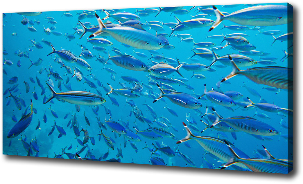Foto obraz na płótnie Koralowe ryby