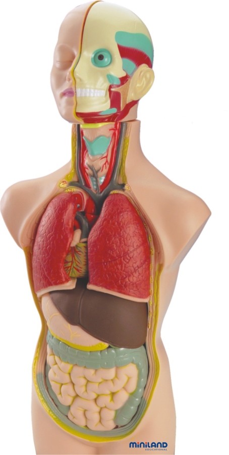 Miniland Anatomia człowieka