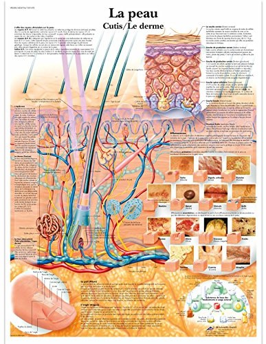 3B Scientific anatomiczne krojenia VR2283L