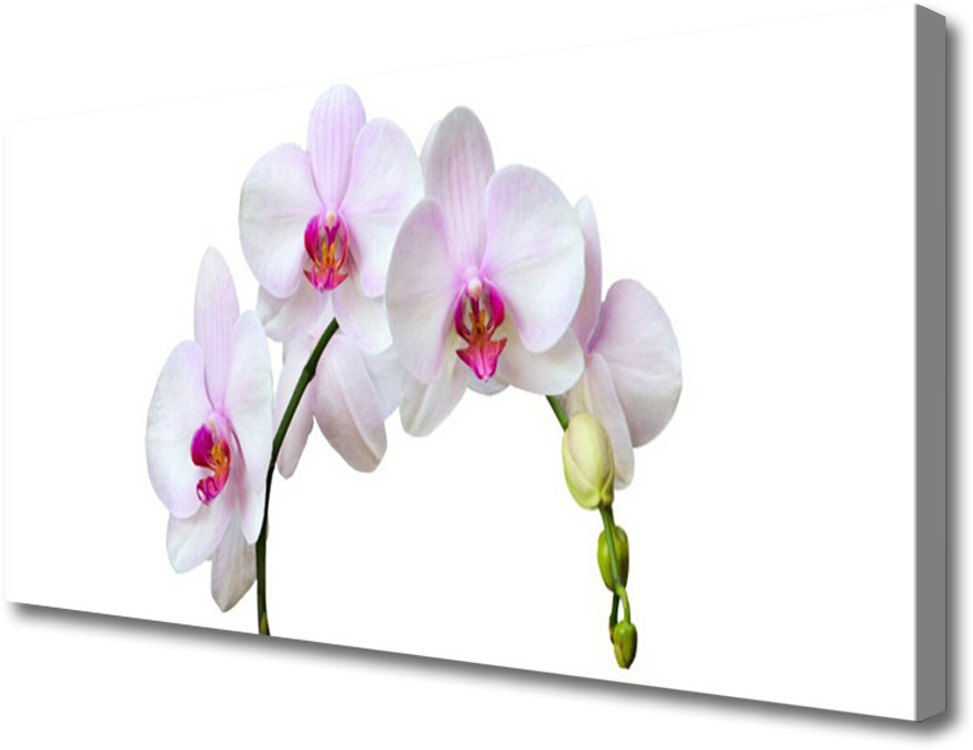 PL Tulup Obraz Canvas Storczyk Orchidea Kwiaty 120x60cm