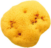 OkBaby Honeycomb sea sponges 14