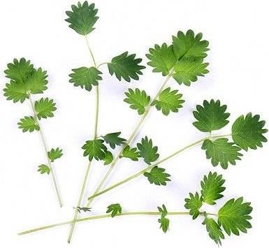 Veritable Veritable wkład nasienny Lingot - krwiściąg mniejszy VE-0068562