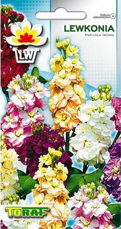 Toraf KWIATY Lewkonia nasiona 0,5g 00420