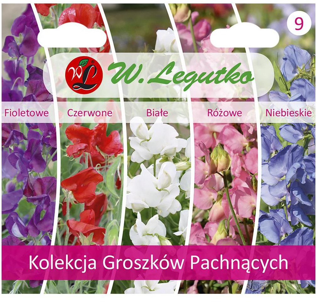 Legutko Groszek Pachnący kolekcja nasion tradycyjnych