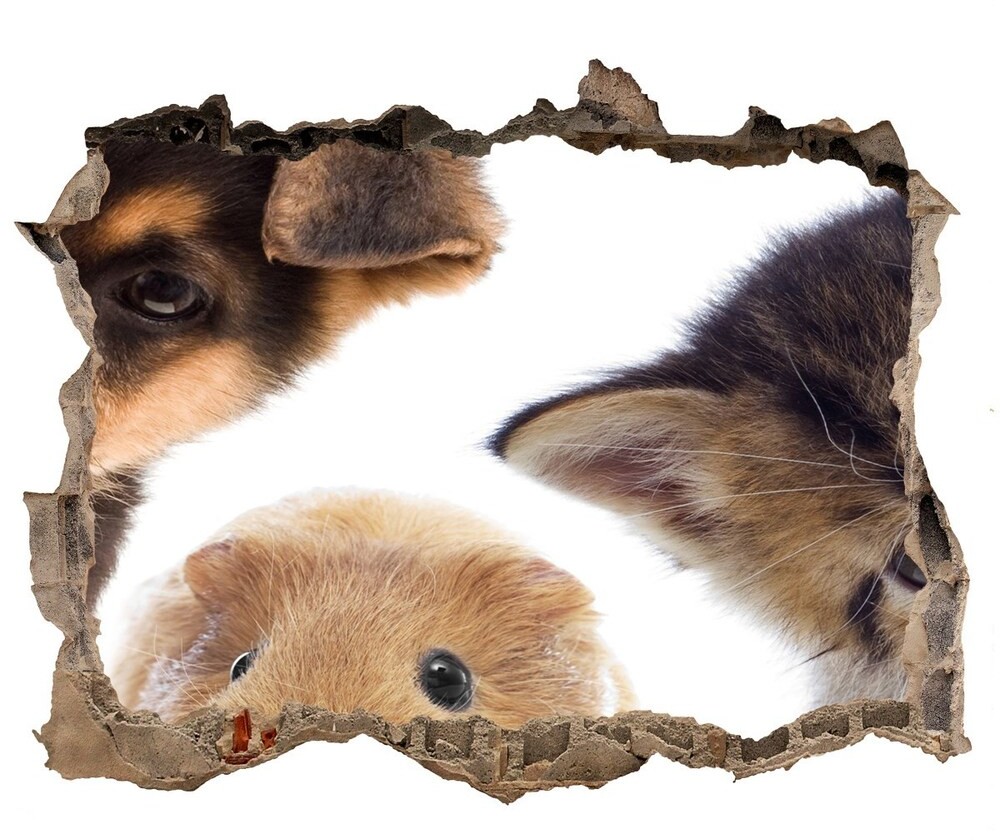 Wallmuralia.pl Dziura 3d fototapeta naklejka Zwierzęta domowe