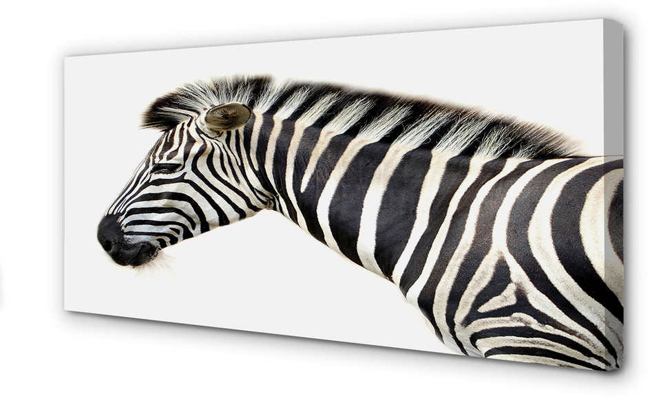 PL Tulup Obrazy na płótnie Zebra 100x50cm