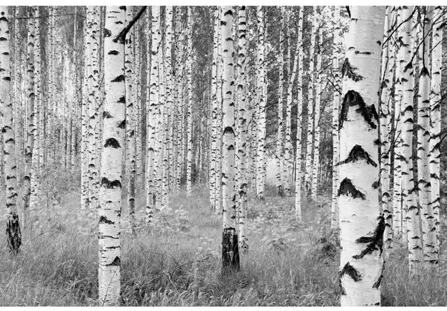 Fototapeta WOODS 248 x 368 cm