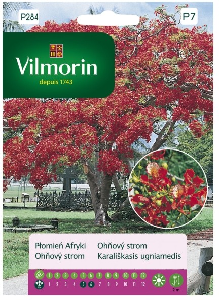 Vilmorin Nasiona płomień Afryki