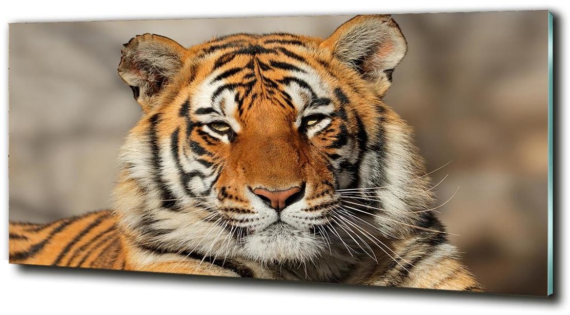 Foto-obraz szklany Tygrys bengalski