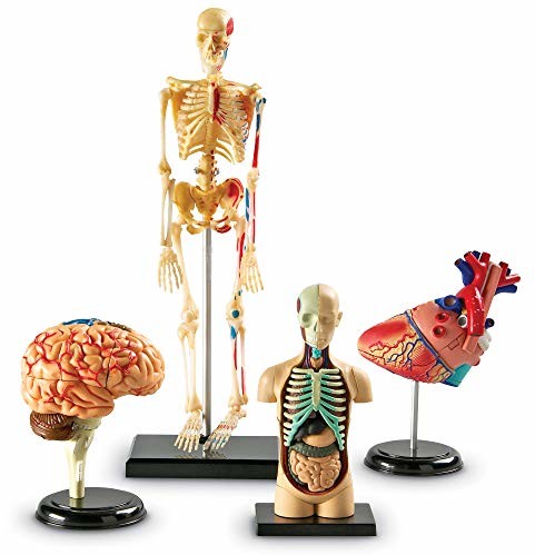 Learning Resources LER3338 zestaw modeli anatomicznych