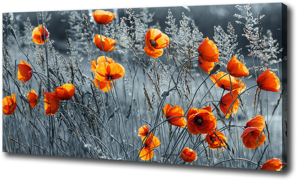 Foto obraz canvas Polny mak