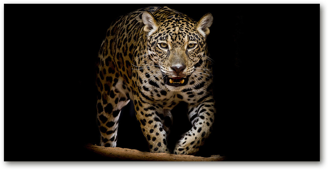 Obraz zdjęcie na scianę akrylowy Jaguar
