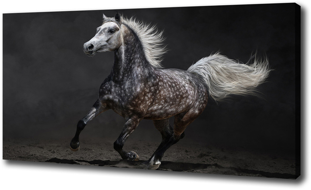 Foto obraz na płótnie Szary koń arabski