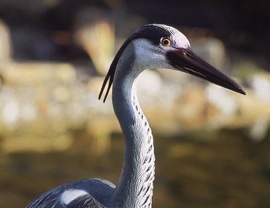 PONTEC Heron