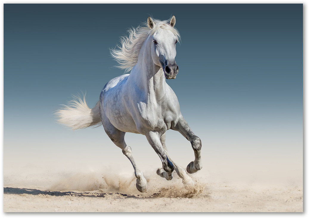 Obraz zdjęcie akryl Biały koń w galopie