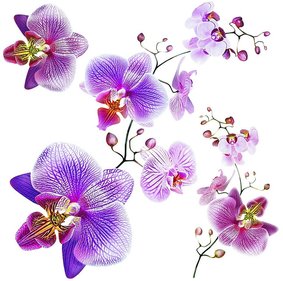 Naklejka Orchids, 30 x 30 cm