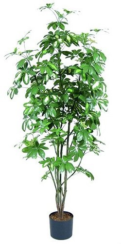 Europalms Euro Palms 82600157 szeflera, 120 cm 82600157