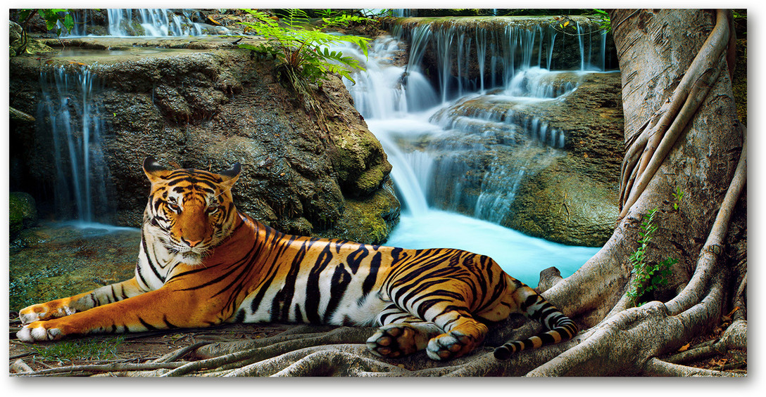 Obraz zdjęcie szkło akryl Tygrys wodospad